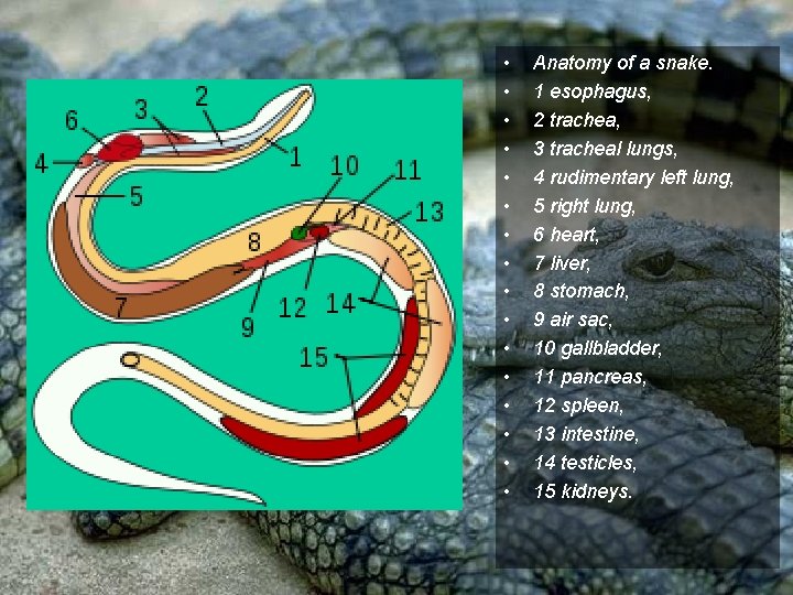  • • • • Anatomy of a snake. 1 esophagus, 2 trachea, 3