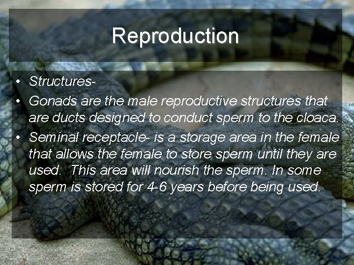 Reproduction • Structures- • Gonads are the male reproductive structures that are ducts designed