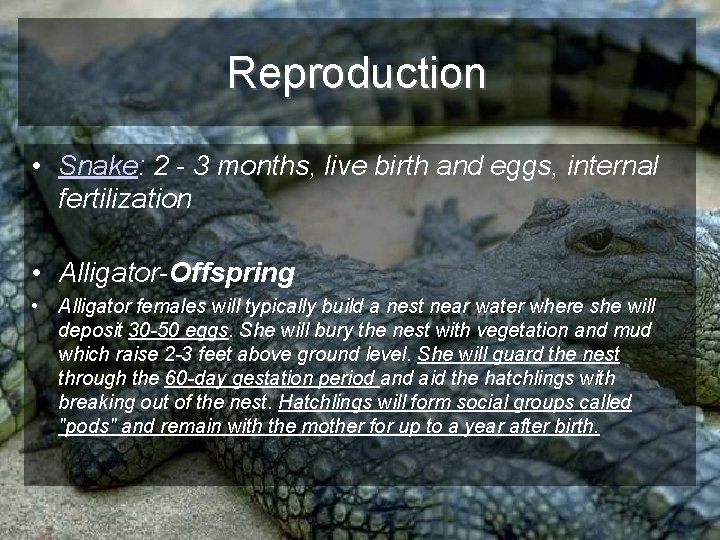 Reproduction • Snake: 2 - 3 months, live birth and eggs, internal fertilization •