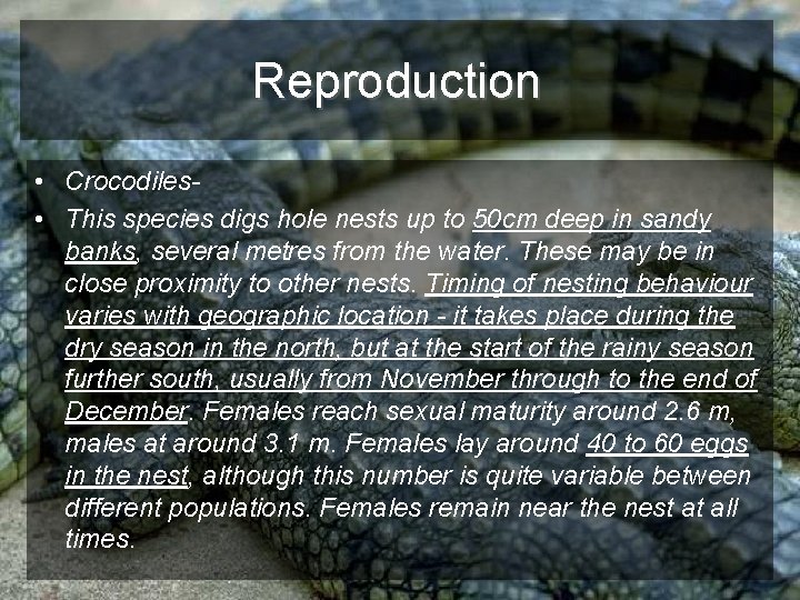 Reproduction • Crocodiles • This species digs hole nests up to 50 cm deep