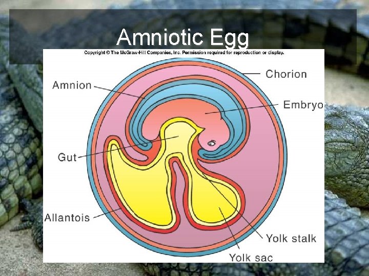 Amniotic Egg 