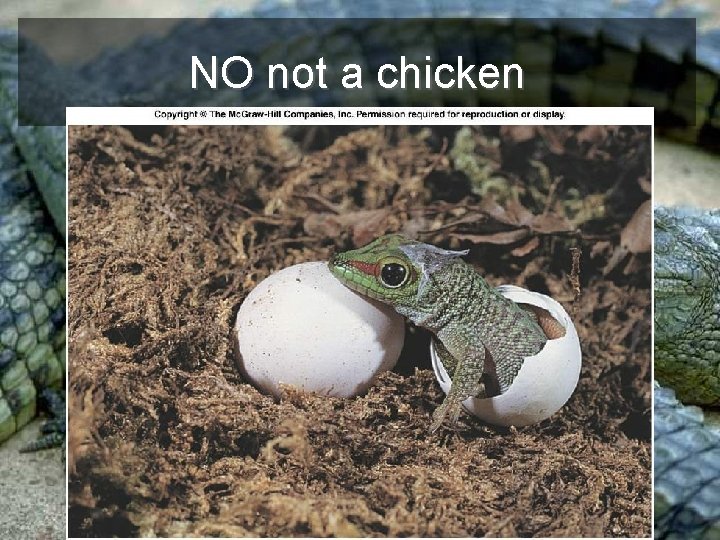 NO not a chicken 
