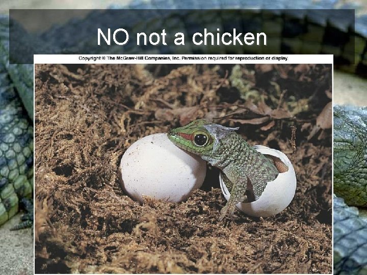 NO not a chicken 