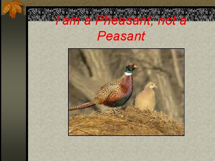 I am a Pheasant, not a Peasant 