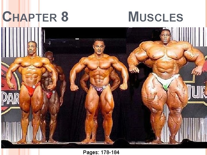 CHAPTER 8 MUSCLES Pages: 178 -184 CHAPTER 8 MUSCLES Pages: 178 -184