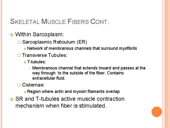 SKELETAL MUSCLE FIBERS CONT. Within Sarcoplasm: � Sarcoplasmic Network of membranous channels that surround SKELETAL MUSCLE FIBERS CONT. Within Sarcoplasm: � Sarcoplasmic Network of membranous channels that surround