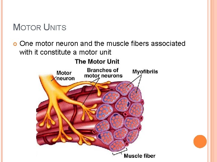 MOTOR UNITS One motor neuron and the muscle fibers associated with it constitute a MOTOR UNITS One motor neuron and the muscle fibers associated with it constitute a