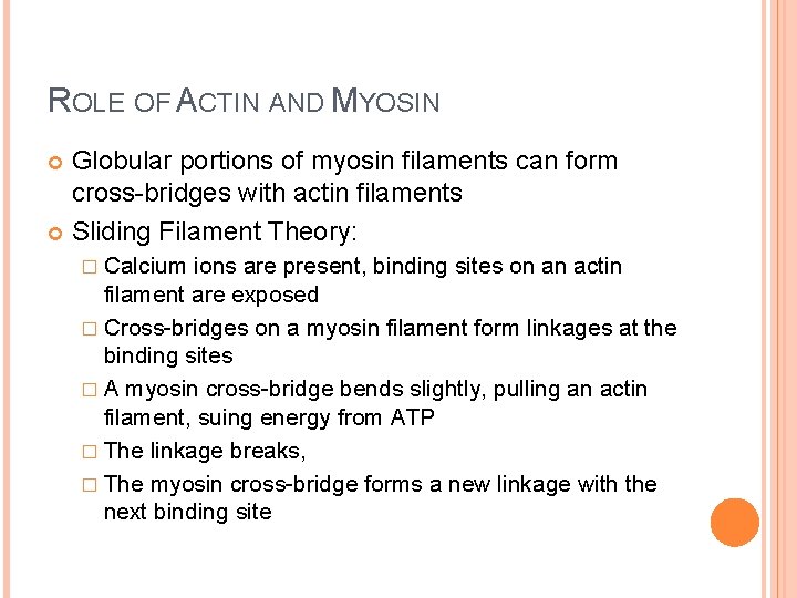 ROLE OF ACTIN AND MYOSIN Globular portions of myosin filaments can form cross-bridges with ROLE OF ACTIN AND MYOSIN Globular portions of myosin filaments can form cross-bridges with