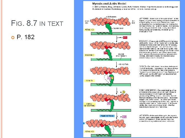FIG. 8. 7 IN TEXT P. 182 FIG. 8. 7 IN TEXT P. 182