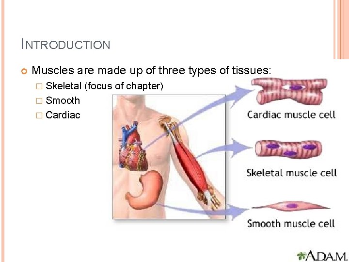 INTRODUCTION Muscles are made up of three types of tissues: � Skeletal � Smooth INTRODUCTION Muscles are made up of three types of tissues: � Skeletal � Smooth