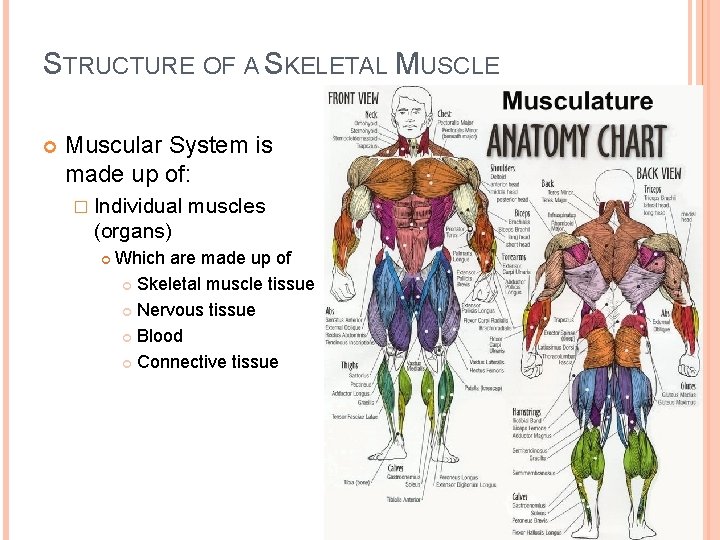 STRUCTURE OF A SKELETAL MUSCLE Muscular System is made up of: � Individual muscles STRUCTURE OF A SKELETAL MUSCLE Muscular System is made up of: � Individual muscles