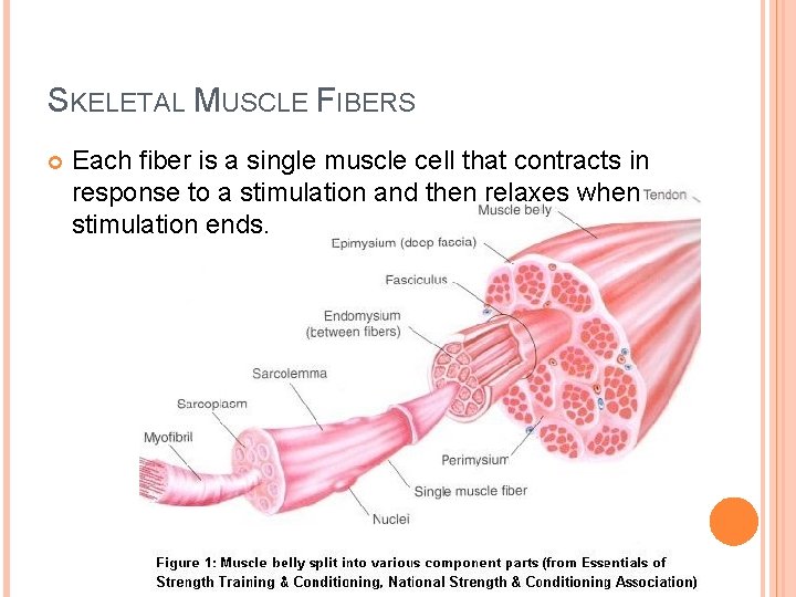 SKELETAL MUSCLE FIBERS Each fiber is a single muscle cell that contracts in response SKELETAL MUSCLE FIBERS Each fiber is a single muscle cell that contracts in response