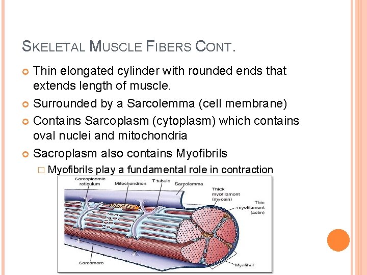 SKELETAL MUSCLE FIBERS CONT. Thin elongated cylinder with rounded ends that extends length of SKELETAL MUSCLE FIBERS CONT. Thin elongated cylinder with rounded ends that extends length of