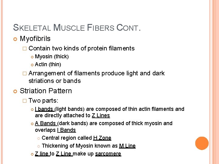 SKELETAL MUSCLE FIBERS CONT. Myofibrils � Contain two kinds of protein filaments Myosin (thick) SKELETAL MUSCLE FIBERS CONT. Myofibrils � Contain two kinds of protein filaments Myosin (thick)