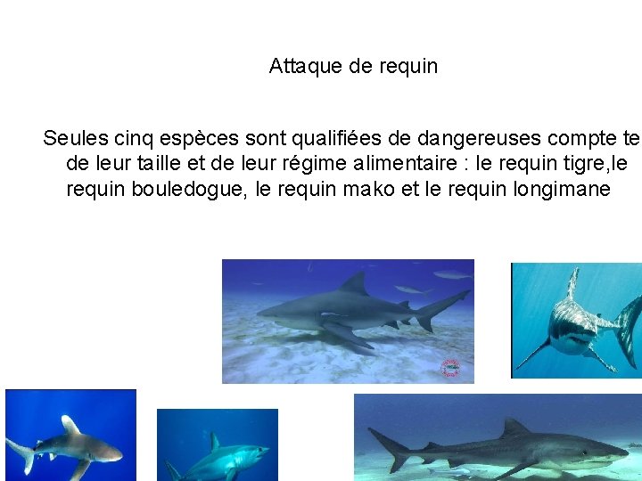 Attaque de requin Seules cinq espèces sont qualifiées de dangereuses compte ten de leur
