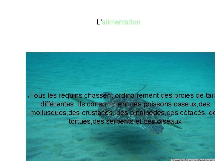 L'alimentation ● Tous les requins chassent ordinairement des proies de taill différentes. Ils consomment