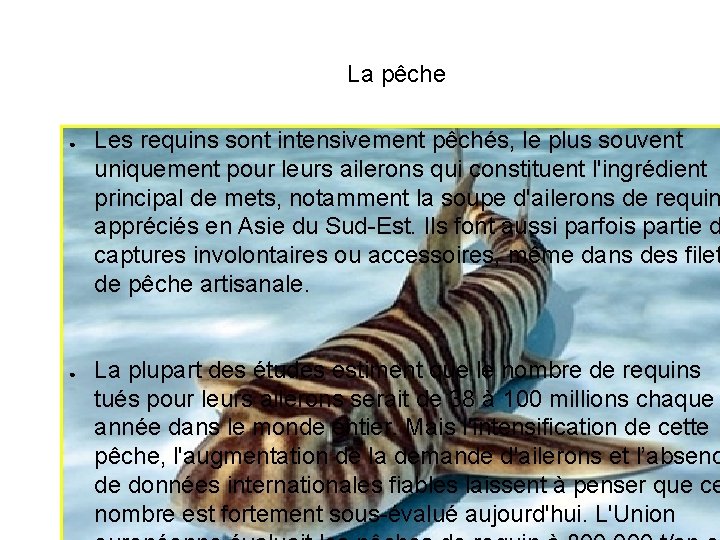 La pêche ● ● Les requins sont intensivement pêchés, le plus souvent uniquement pour