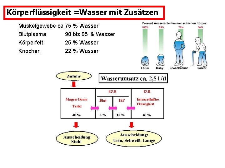 Körperflüssigkeit =Wasser mit Zusätzen Muskelgewebe ca 75 % Wasser Blutplasma Körperfett 90 bis 95