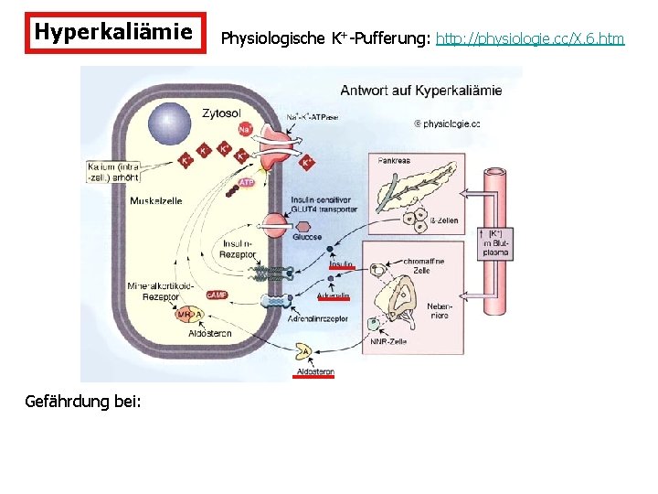 Hyperkaliämie Gefährdung bei: Physiologische K+-Pufferung: http: //physiologie. cc/X. 6. htm 