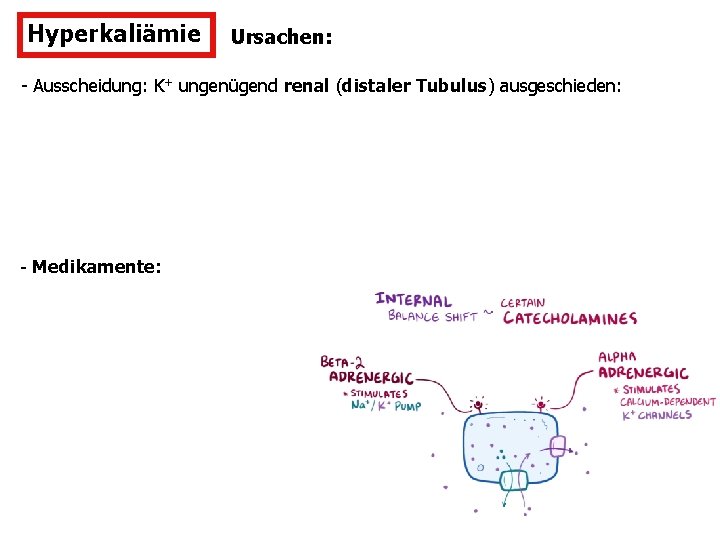 Hyperkaliämie Ursachen: - Ausscheidung: K+ ungenügend renal (distaler Tubulus) ausgeschieden: - Medikamente: 