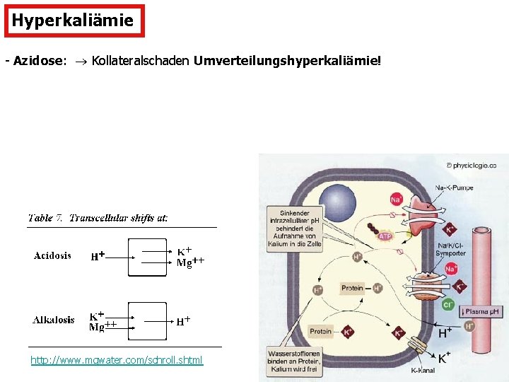 Hyperkaliämie - Azidose: Kollateralschaden Umverteilungshyperkaliämie! http: //www. mgwater. com/schroll. shtml 