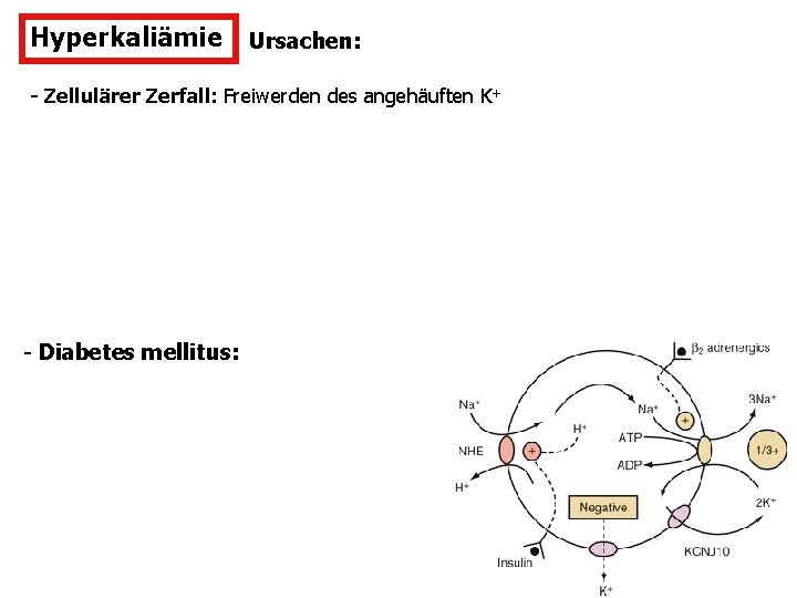 Hyperkaliämie Ursachen: - Zellulärer Zerfall: Freiwerden des angehäuften K+ - Diabetes mellitus: 