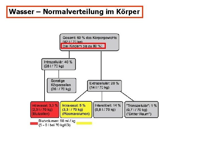 Wasser – Normalverteilung im Körper 