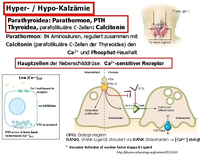 Hyper- / Hypo-Kalzämie Parathyroidea: Parathormon, PTH Thyroidea, parafollikuläre C-Zellen: Calcitonin Parathormon: 84 Aminosäuren, reguliert