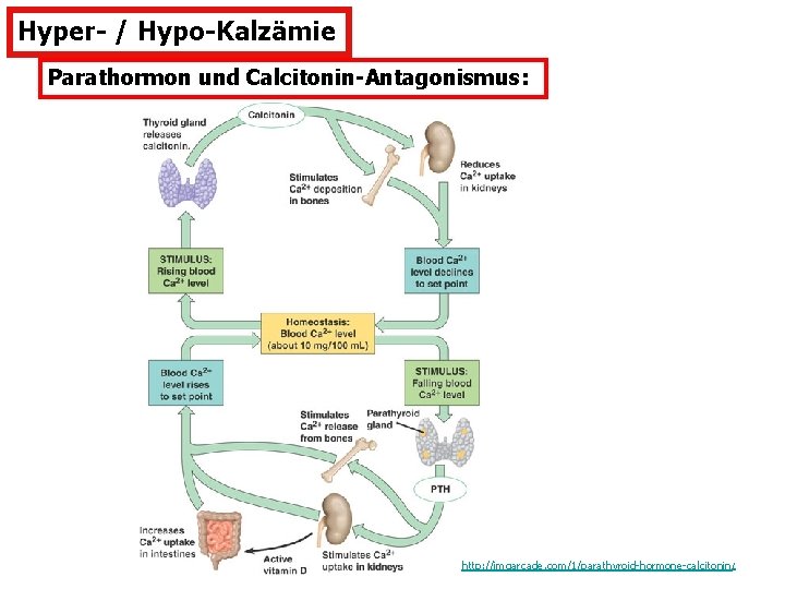 Hyper- / Hypo-Kalzämie Parathormon und Calcitonin-Antagonismus: http: //imgarcade. com/1/parathyroid-hormone-calcitonin / 