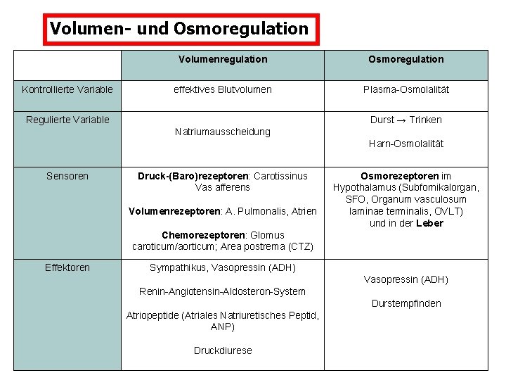 Volumen- und Osmoregulation Kontrollierte Variable Volumenregulation Osmoregulation effektives Blutvolumen Plasma-Osmolalität Regulierte Variable Durst →