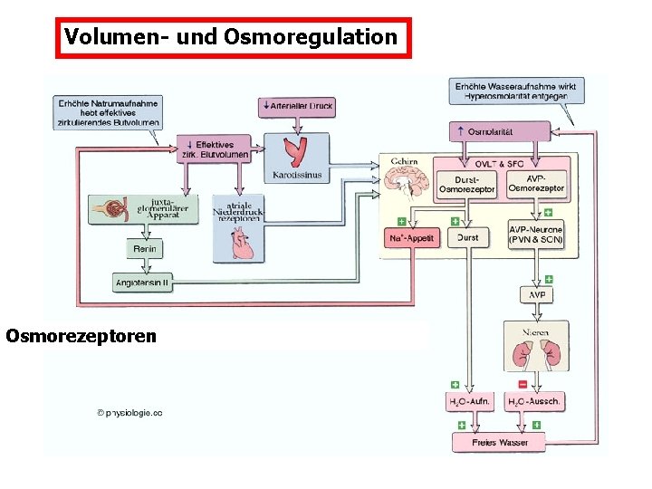 Volumen- und Osmoregulation Osmorezeptoren 