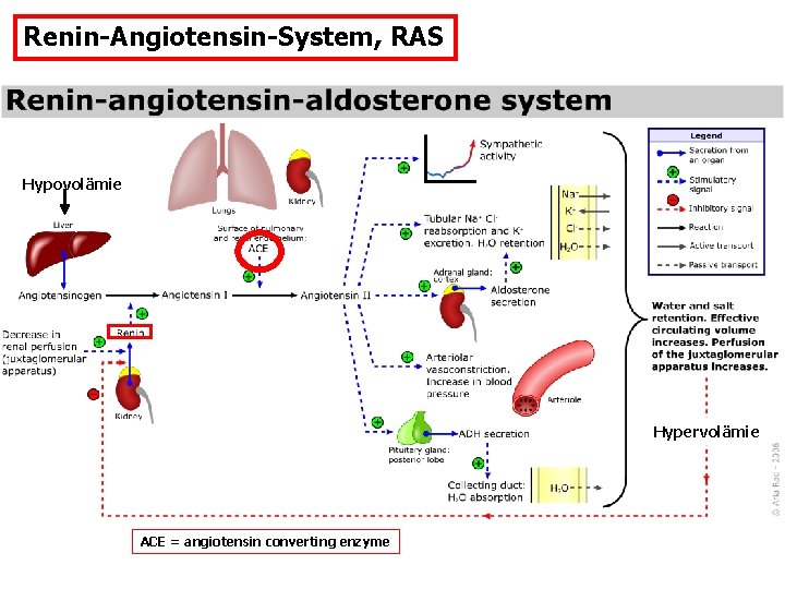 Renin-Angiotensin-System, RAS Hypovolämie Hypervolämie ACE = angiotensin converting enzyme 