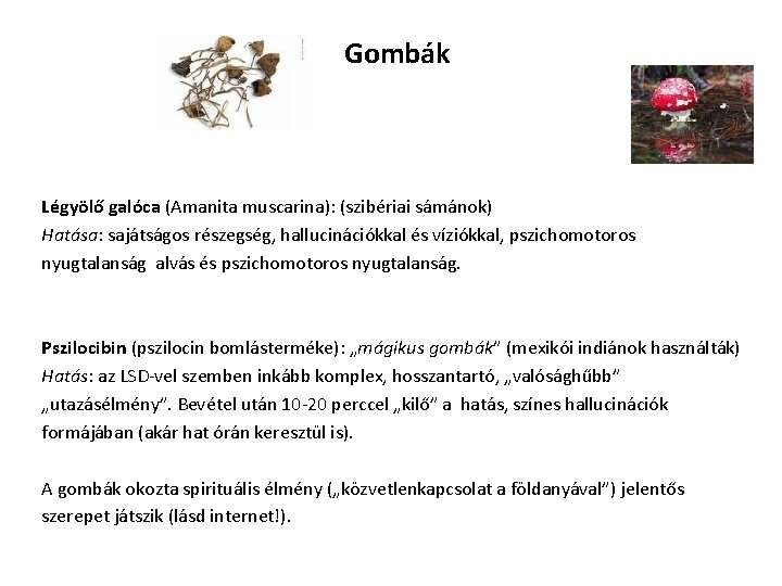 Gombák Légyölő galóca (Amanita muscarina): (szibériai sámánok) Hatása: sajátságos részegség, hallucinációkkal és víziókkal, pszichomotoros Gombák Légyölő galóca (Amanita muscarina): (szibériai sámánok) Hatása: sajátságos részegség, hallucinációkkal és víziókkal, pszichomotoros