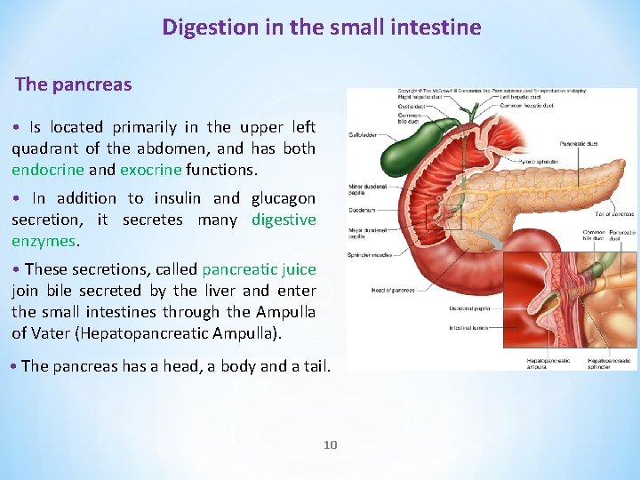 Digestion in the small intestine The pancreas • Is located primarily in the upper Digestion in the small intestine The pancreas • Is located primarily in the upper