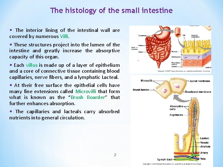 The histology of the small intestine • The interior lining of the intestinal wall