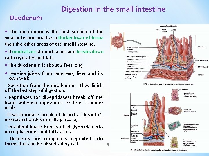 Duodenum Digestion in the small intestine • The duodenum is the first section of