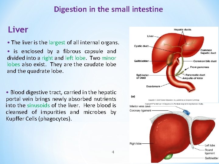 Digestion in the small intestine Liver • The liver is the largest of all