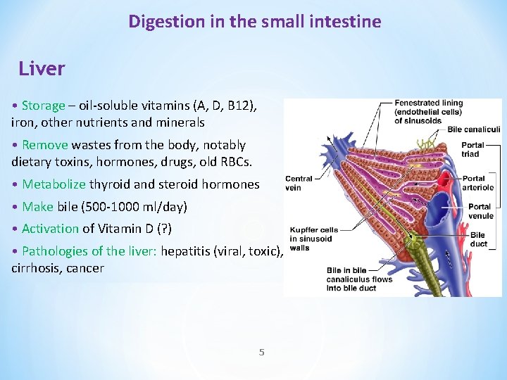 Digestion in the small intestine Liver • Storage – oil-soluble vitamins (A, D, B