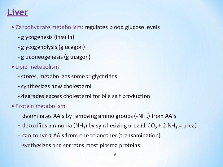 Liver • Carbohydrate metabolism: regulates blood glucose levels - glycogenesis (insulin) - glycogenolysis (glucagon)