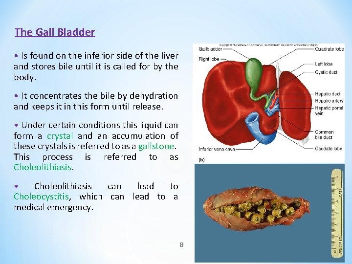 The Gall Bladder • Is found on the inferior side of the liver and