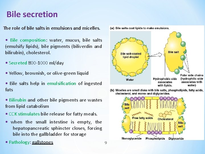 Bile secretion The role of bile salts in emulsions and micelles. • Bile composition: Bile secretion The role of bile salts in emulsions and micelles. • Bile composition: