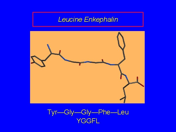 Leucine Enkephalin Tyr—Gly—Phe—Leu YGGFL 