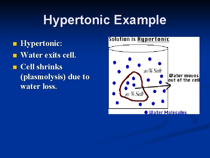 Hypertonic Example n n n Hypertonic: Water exits cell. Cell shrinks (plasmolysis) due to