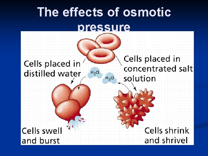 The effects of osmotic pressure 