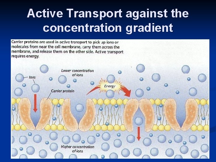 Active Transport against the concentration gradient 