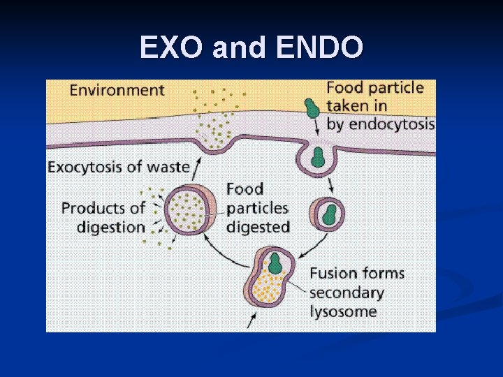 EXO and ENDO 