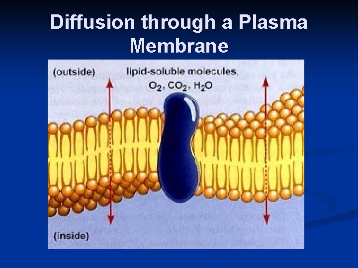 Diffusion through a Plasma Membrane 