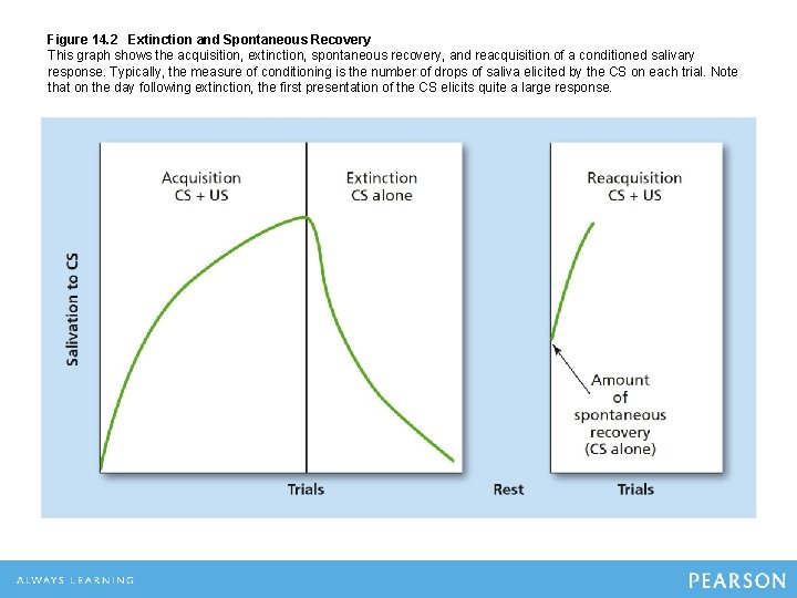 Figure 14. 2 Extinction and Spontaneous Recovery This graph shows the acquisition, extinction, spontaneous Figure 14. 2 Extinction and Spontaneous Recovery This graph shows the acquisition, extinction, spontaneous
