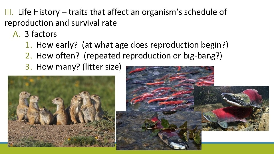 III. Life History – traits that affect an organism’s schedule of reproduction and survival