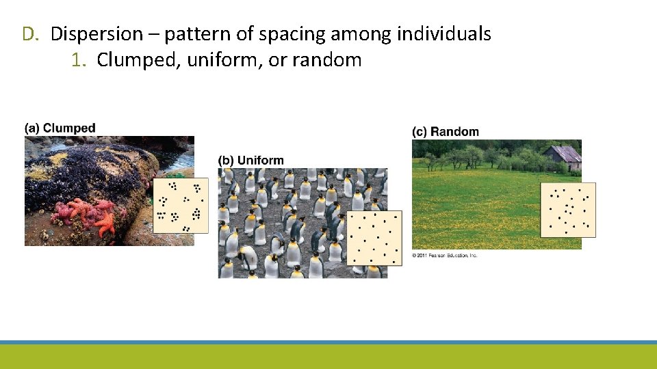 D. Dispersion – pattern of spacing among individuals 1. Clumped, uniform, or random 